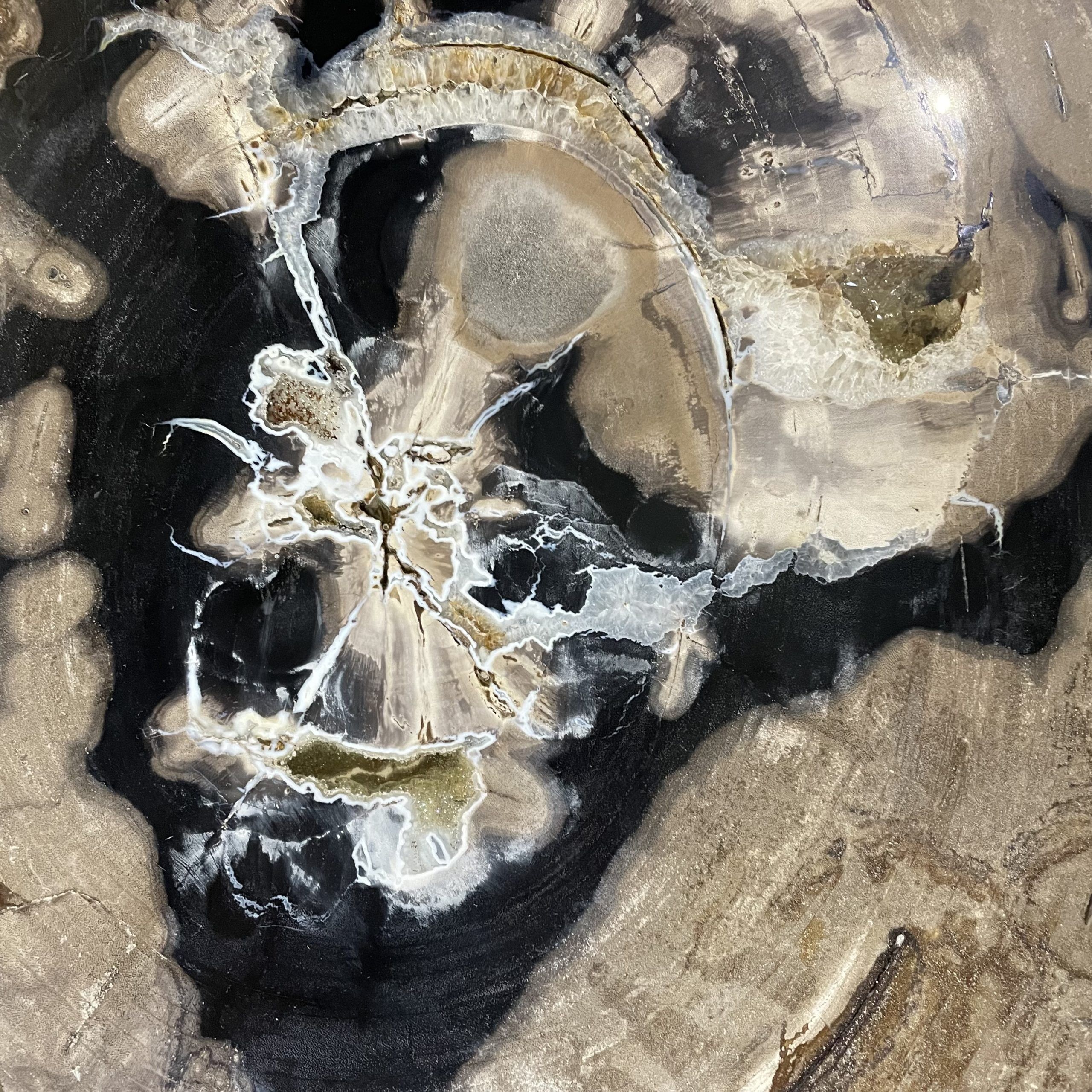 Couchtisch aus versteinertem Holz