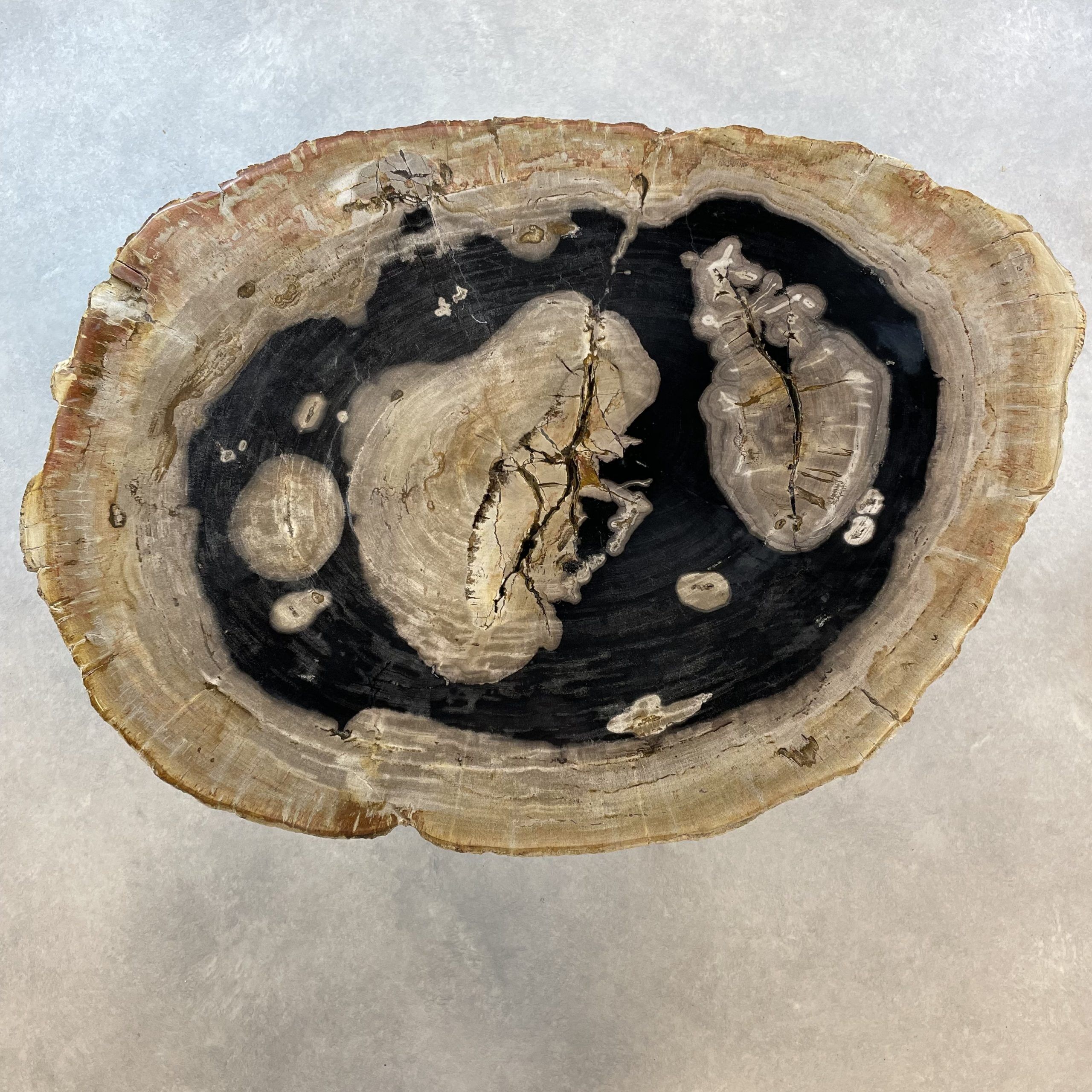 Couchtisch aus versteinertem Holz - Mix #296B11 – Bild 3