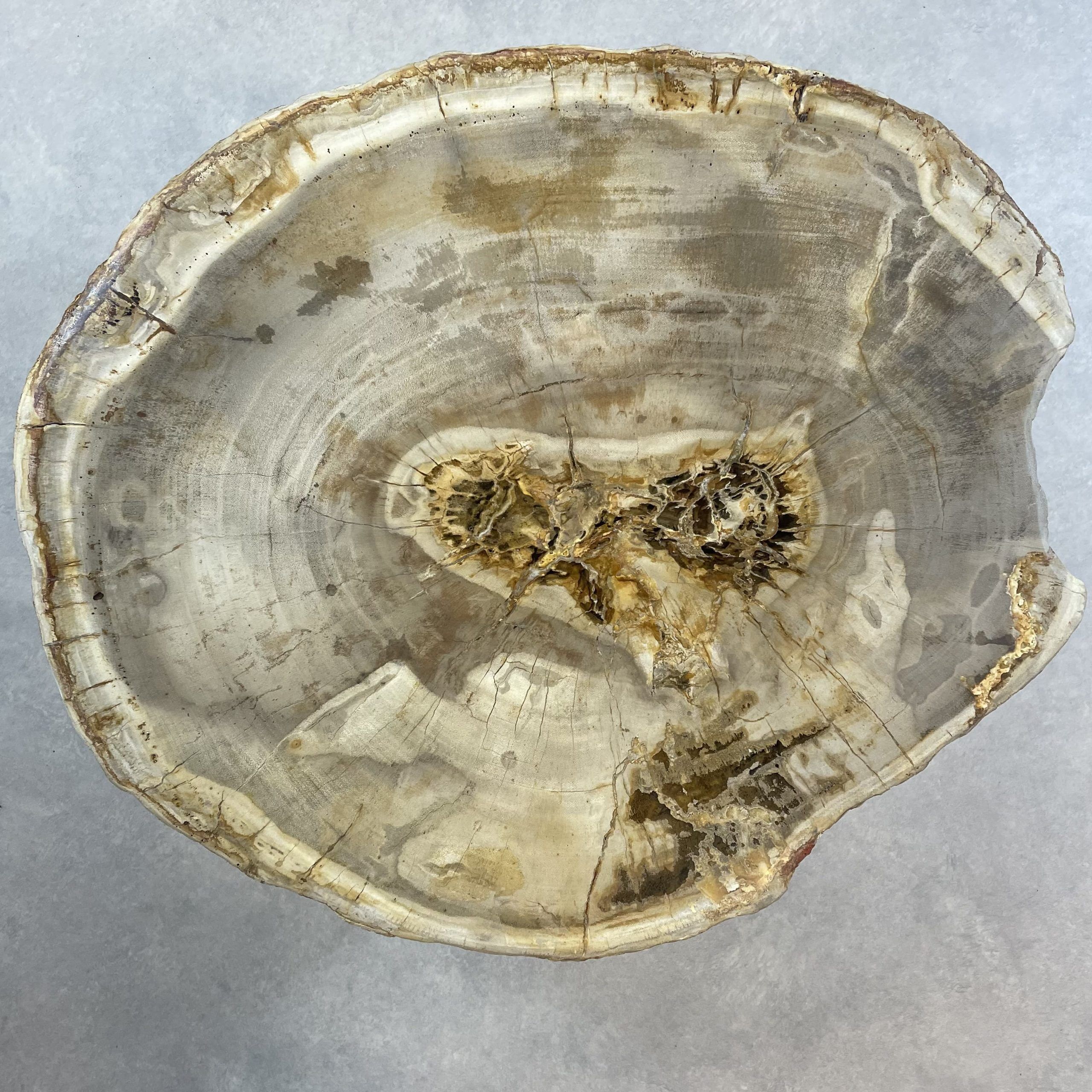 Couchtisch aus versteinertem Holz