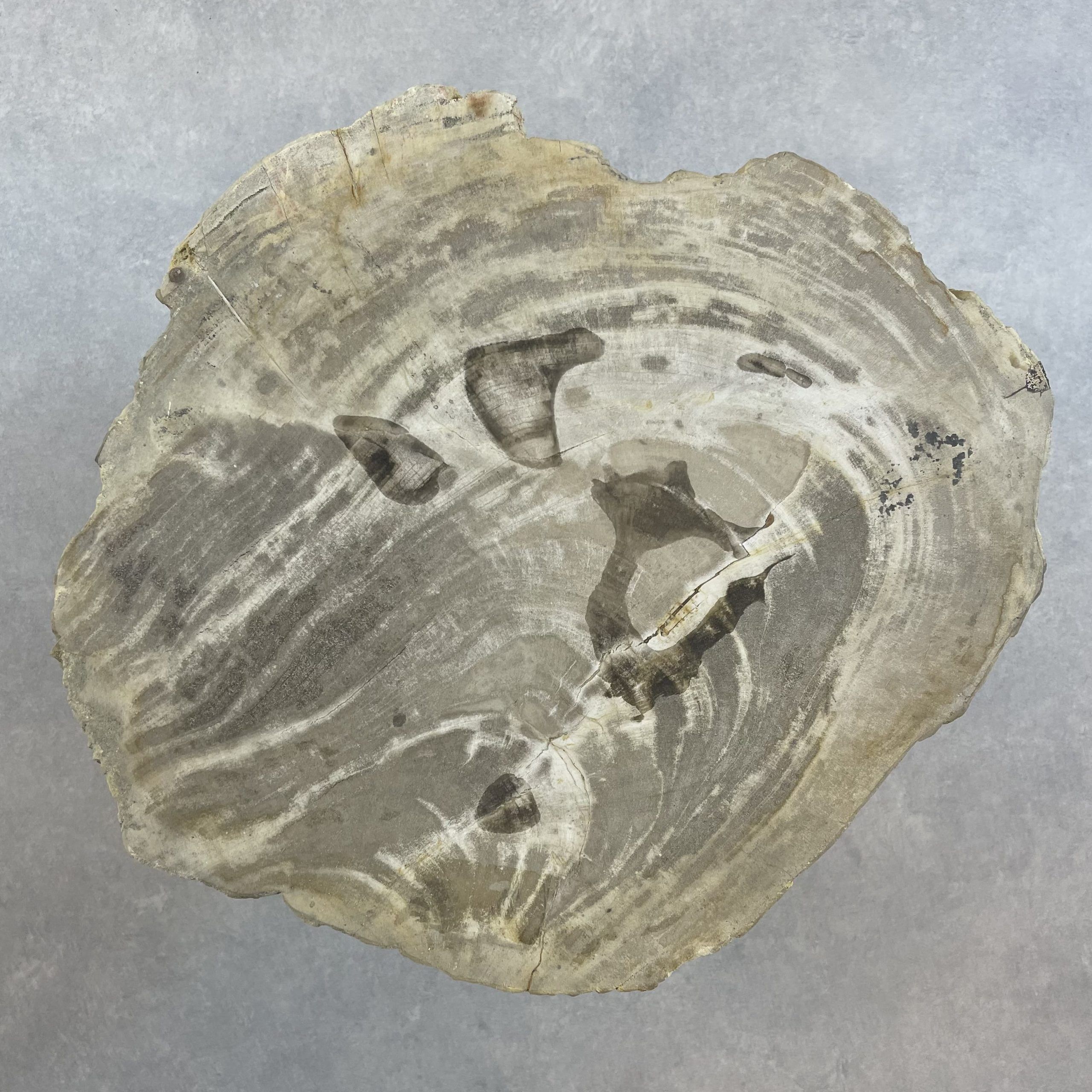 Couchtisch aus versteinertem Holz - Beige #211B1