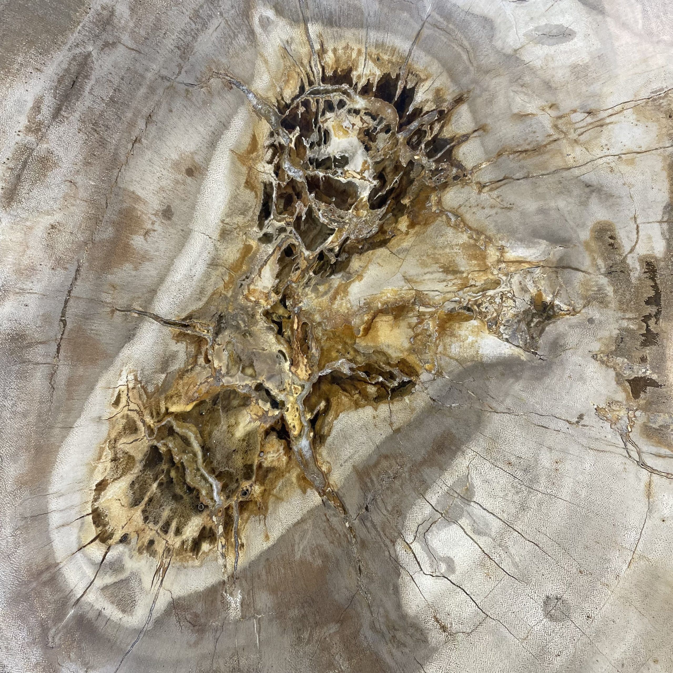 Couchtisch aus versteinertem Holz