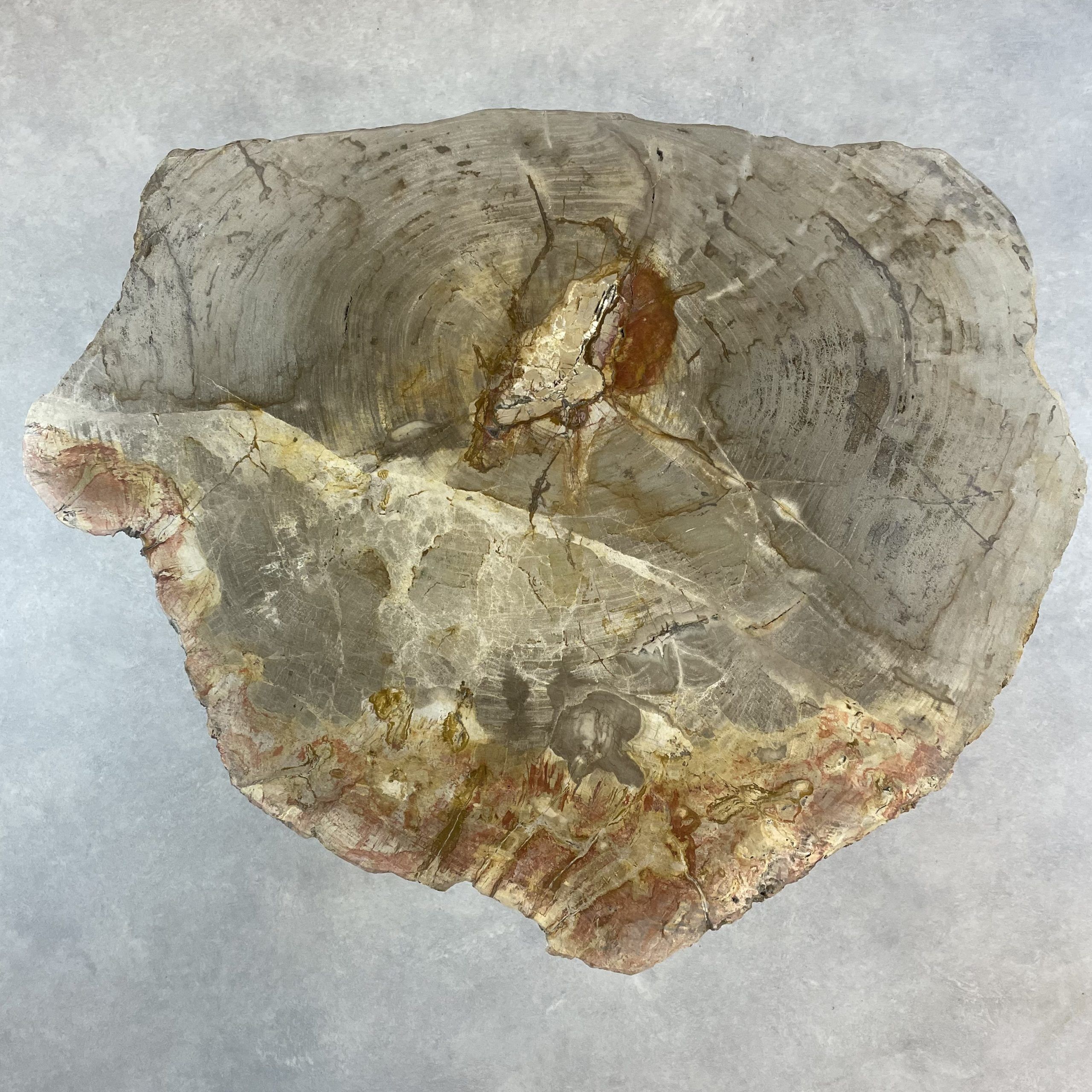 Versteend hout salontafel