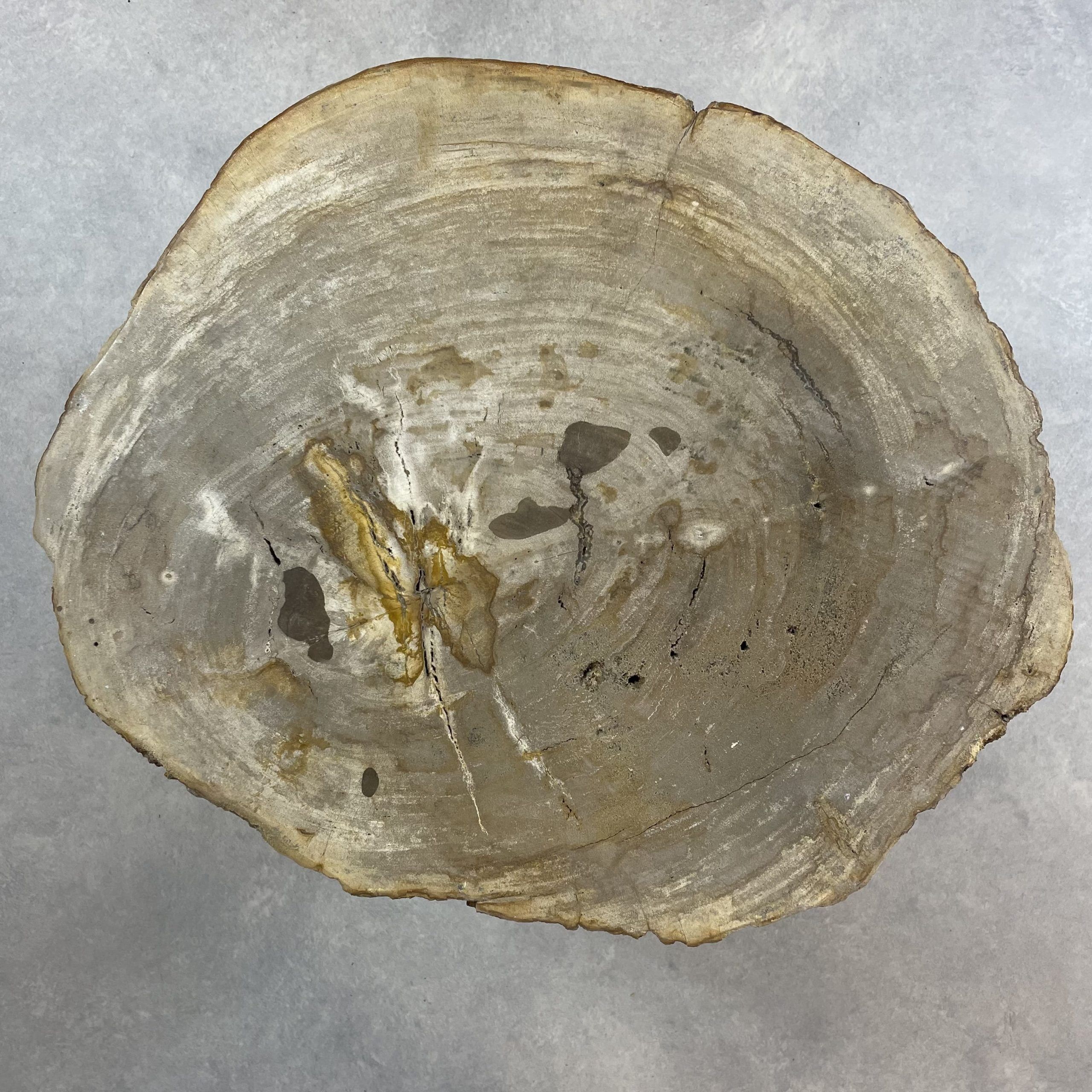 Couchtisch aus versteinertem Holz - Beige #267B20