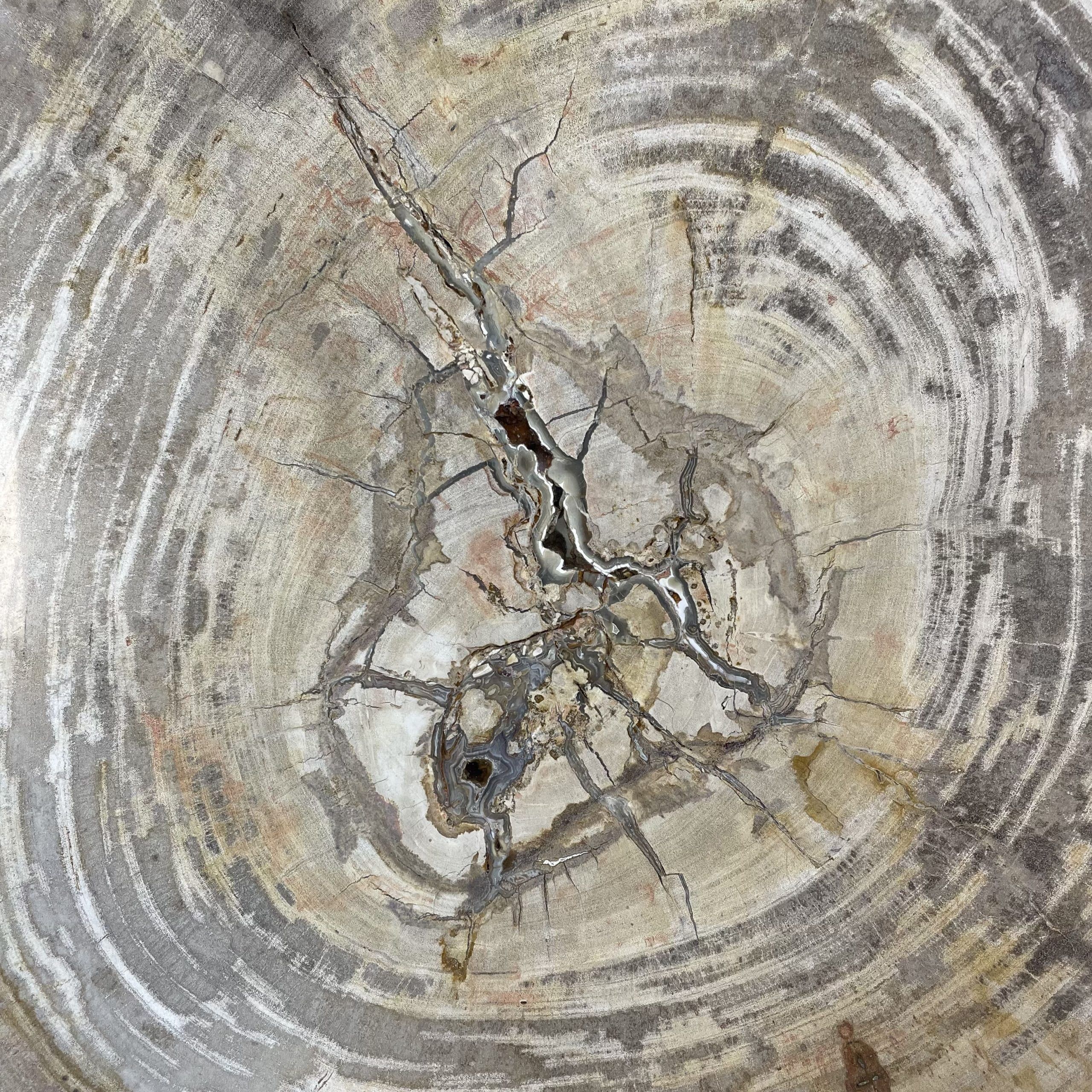 Versteend hout salontafel