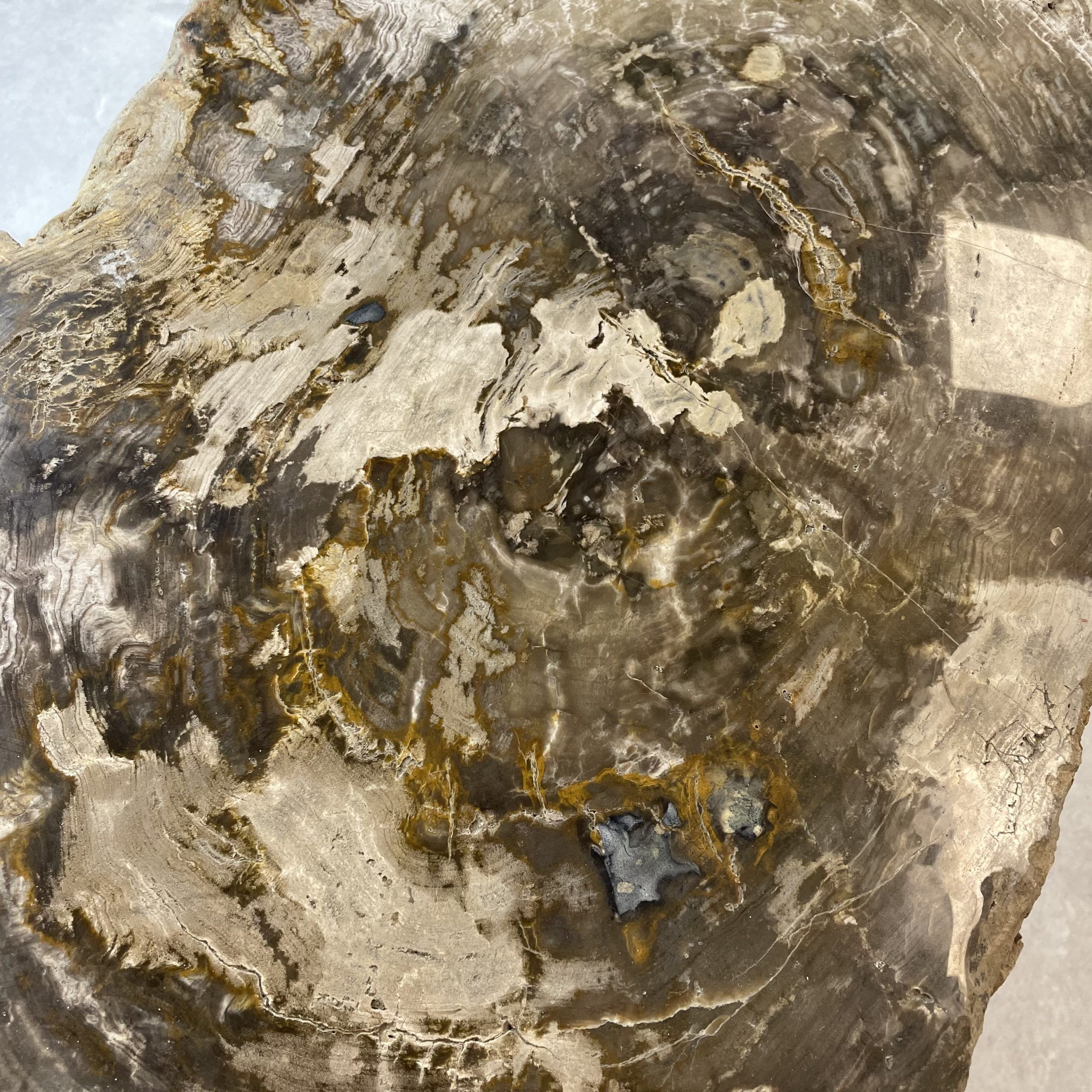 Couchtisch aus versteinertem Holz - Beige #239B7 – Bild 2