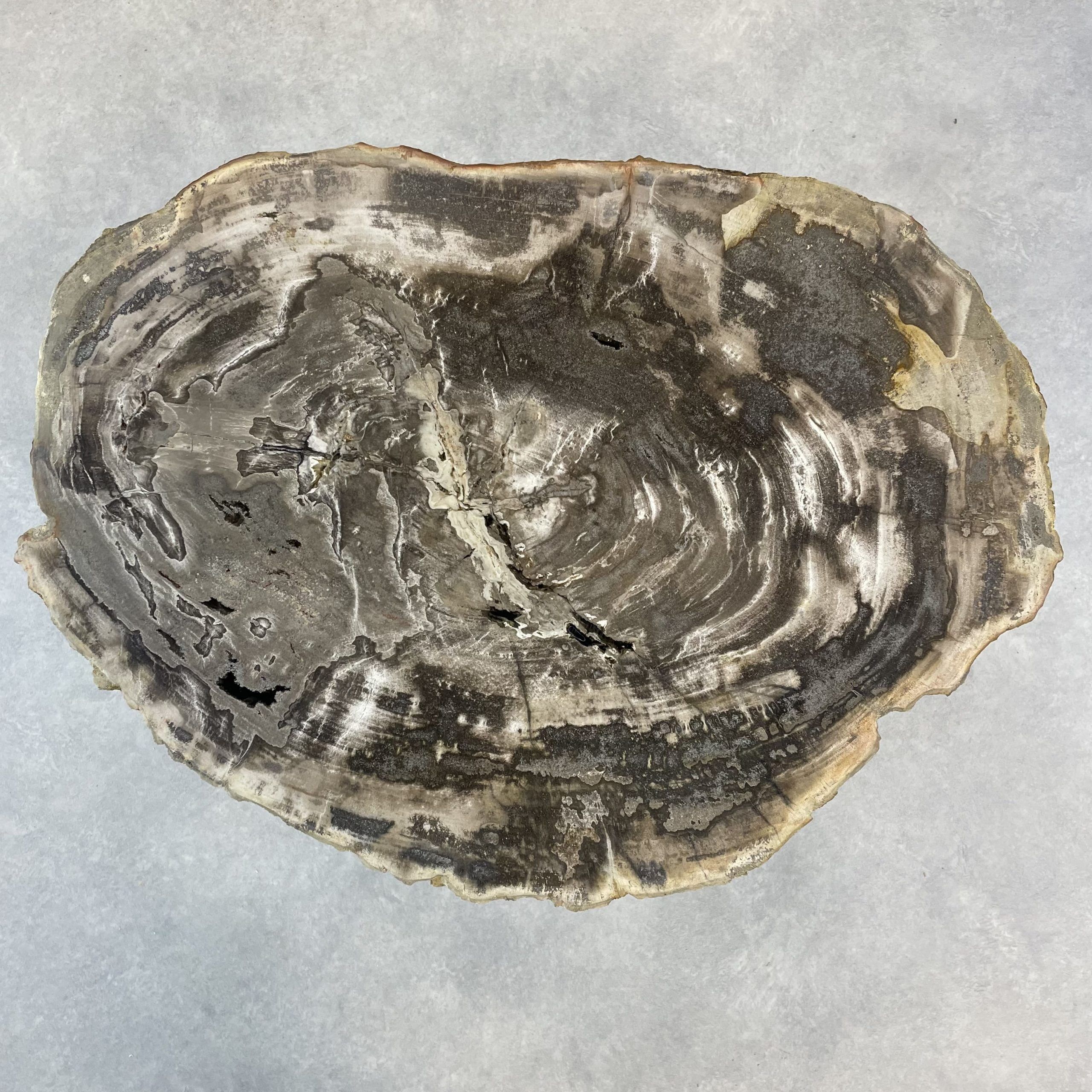 Versteend hout salontafel