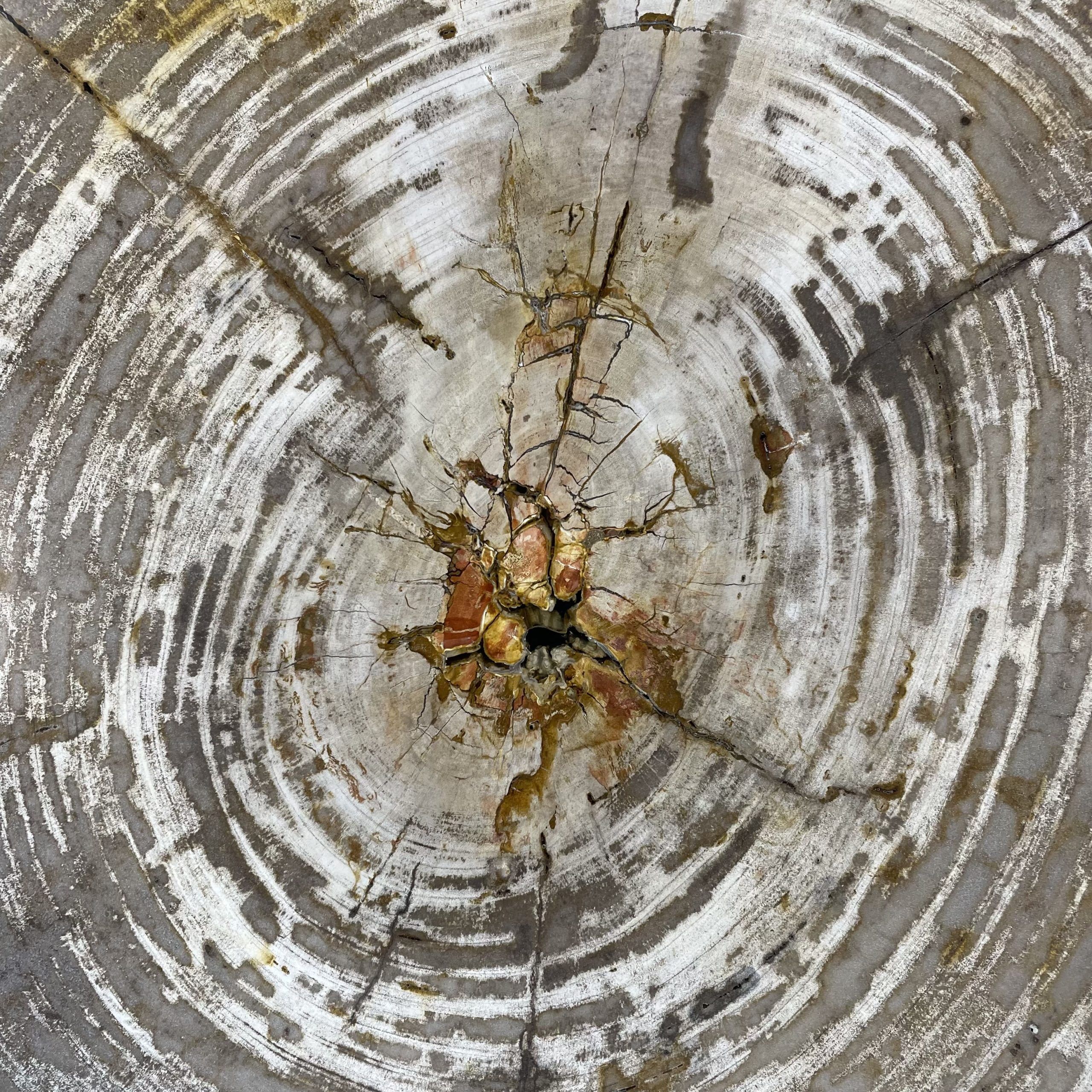 Versteend hout salontafel