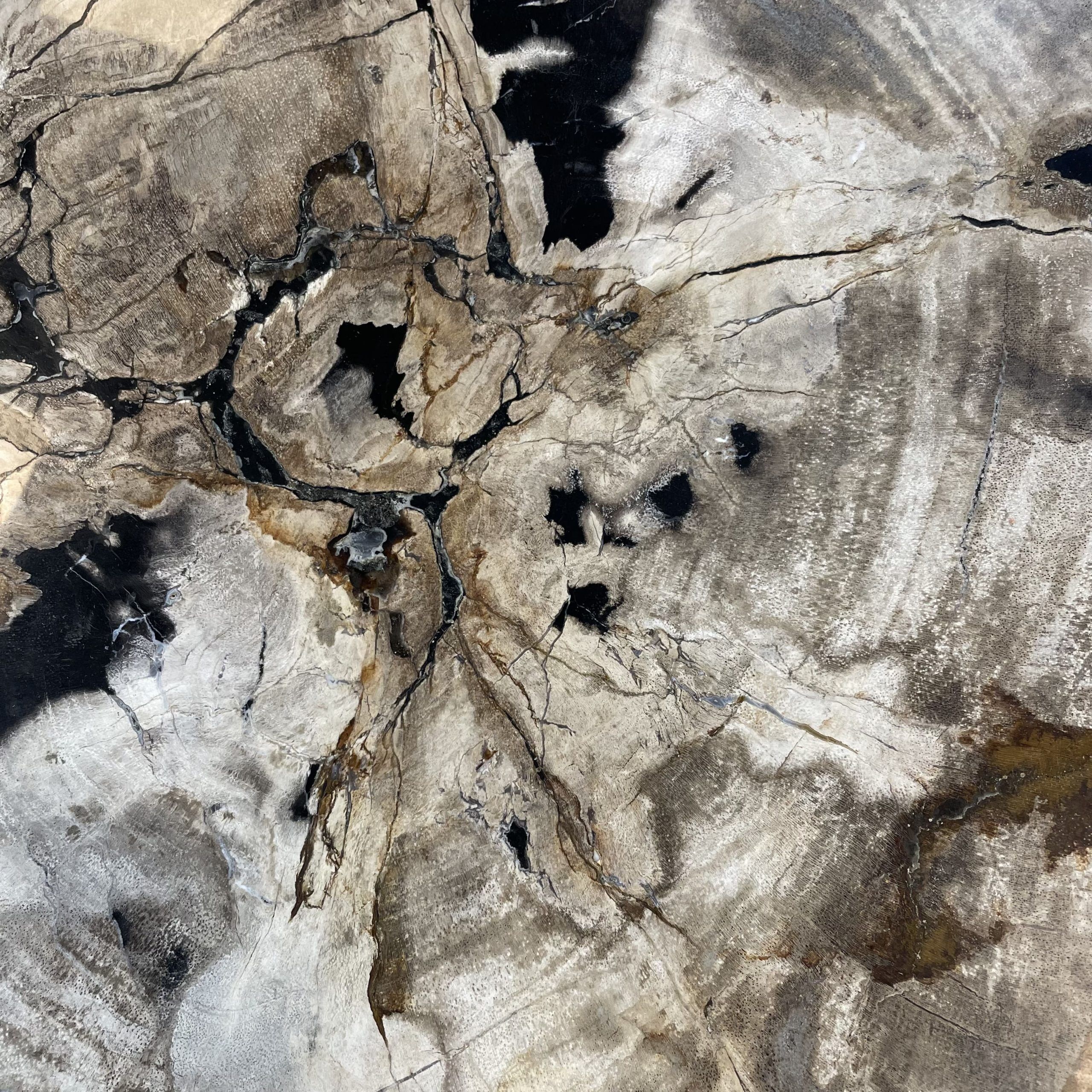 Versteend hout salontafel