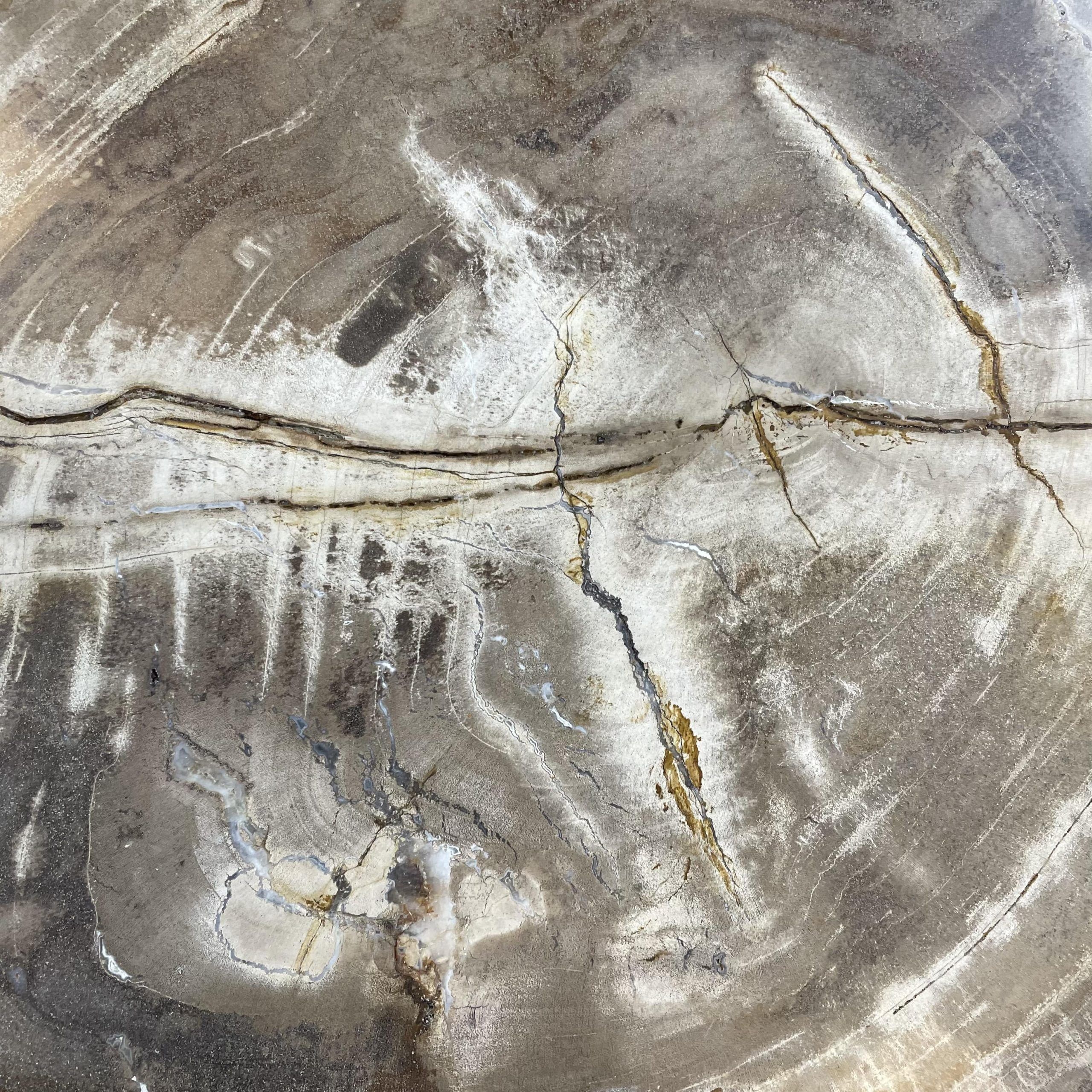 Versteend hout salontafel