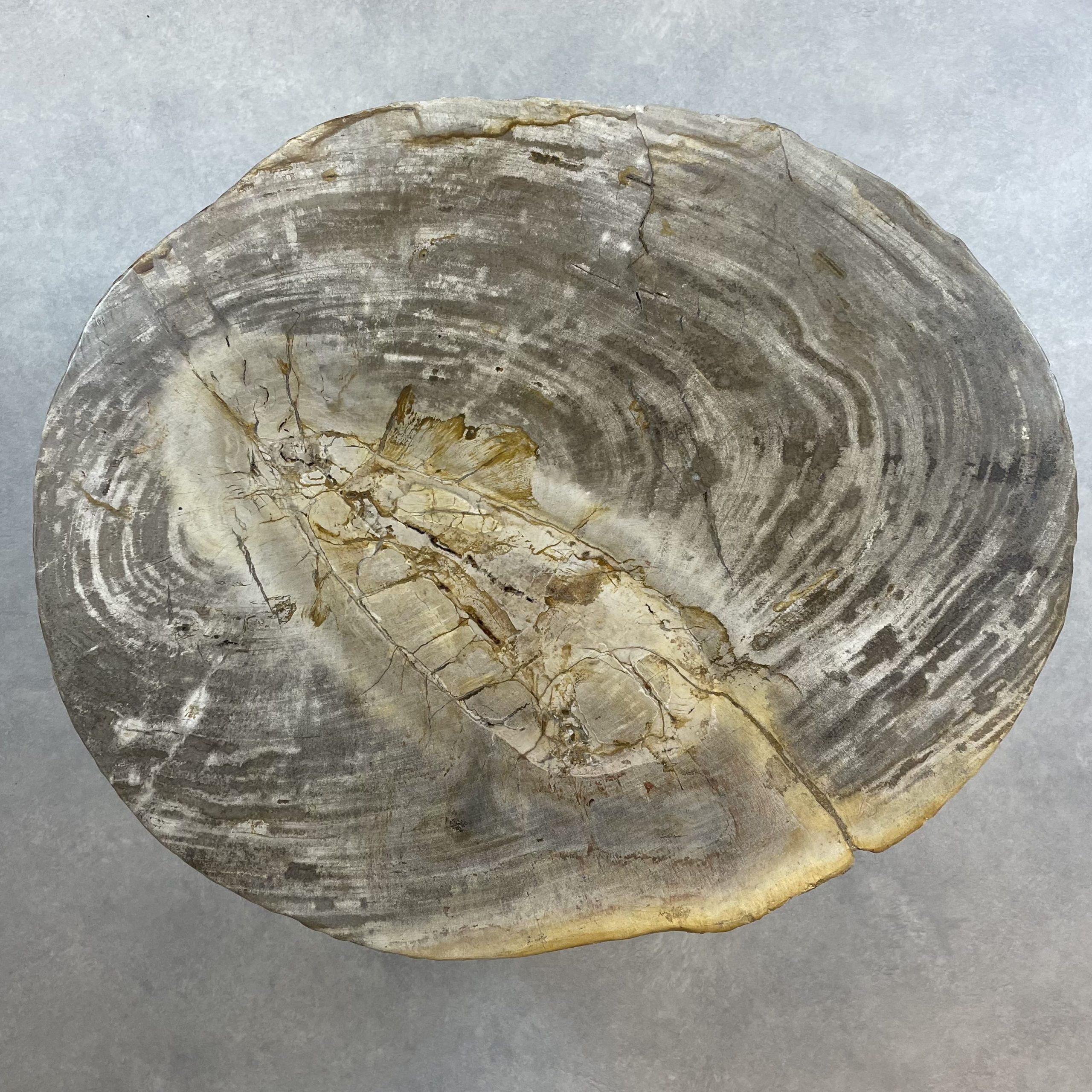 Versteend hout salontafel