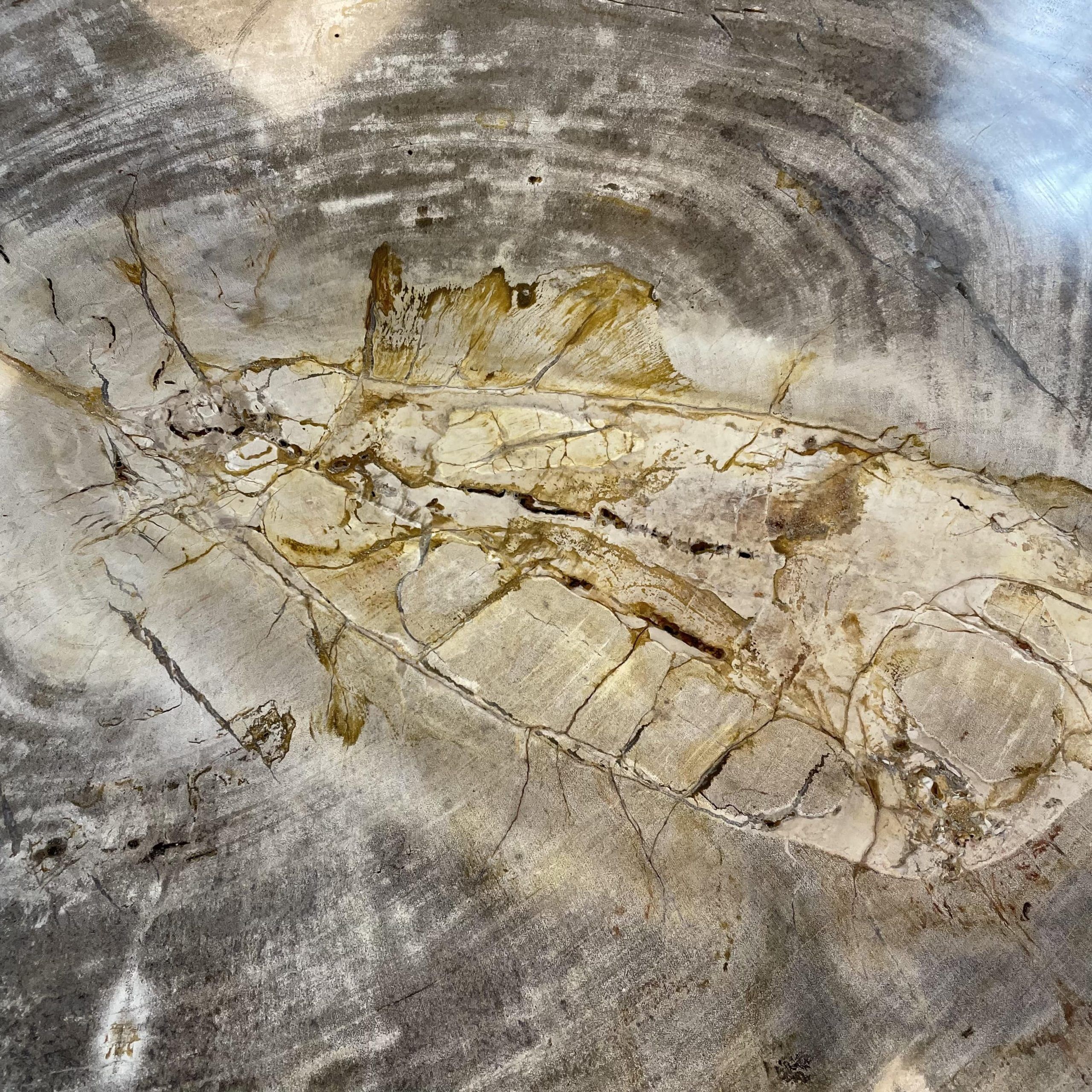 Versteend hout salontafel