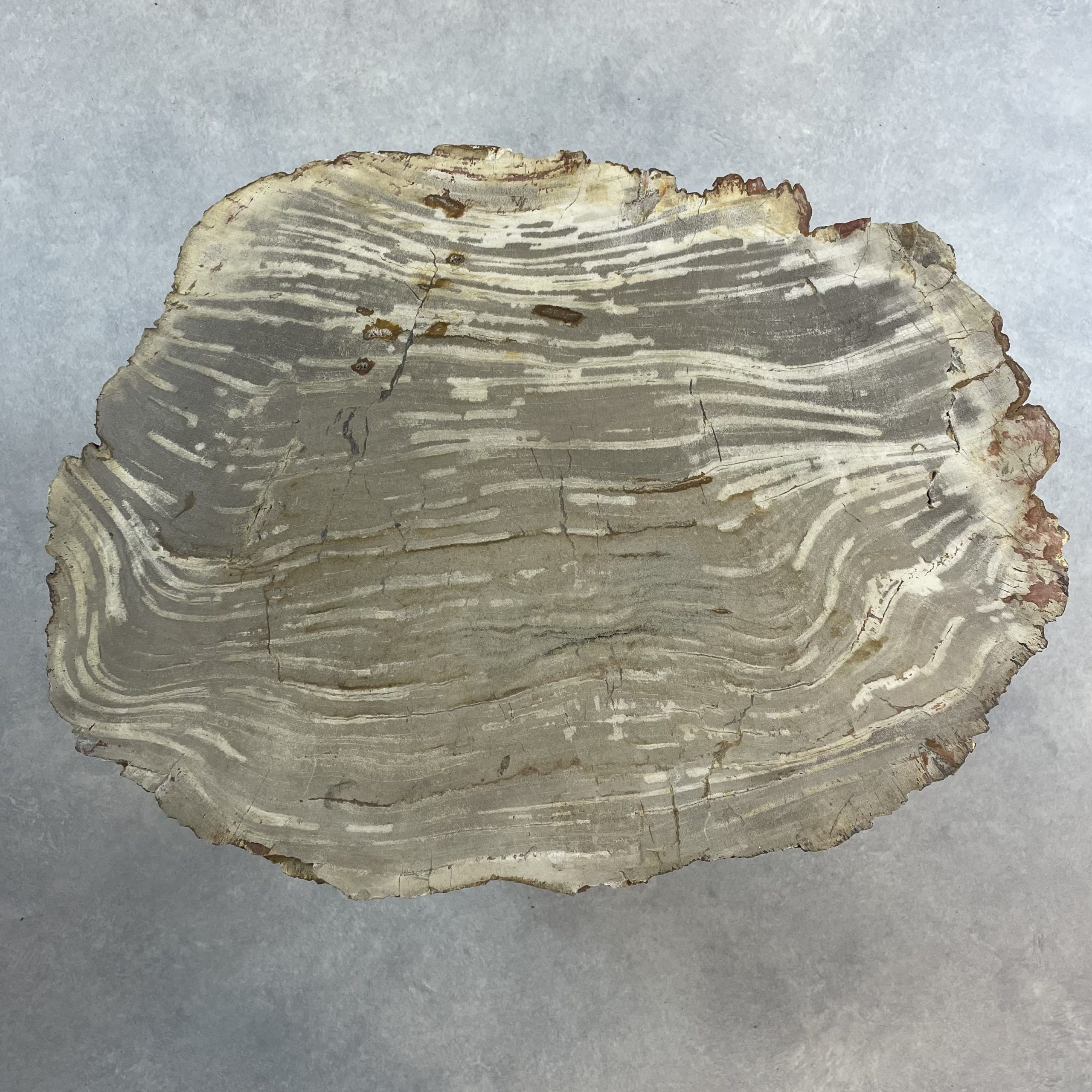 Couchtisch aus versteinertem Holz - Beige #162B1