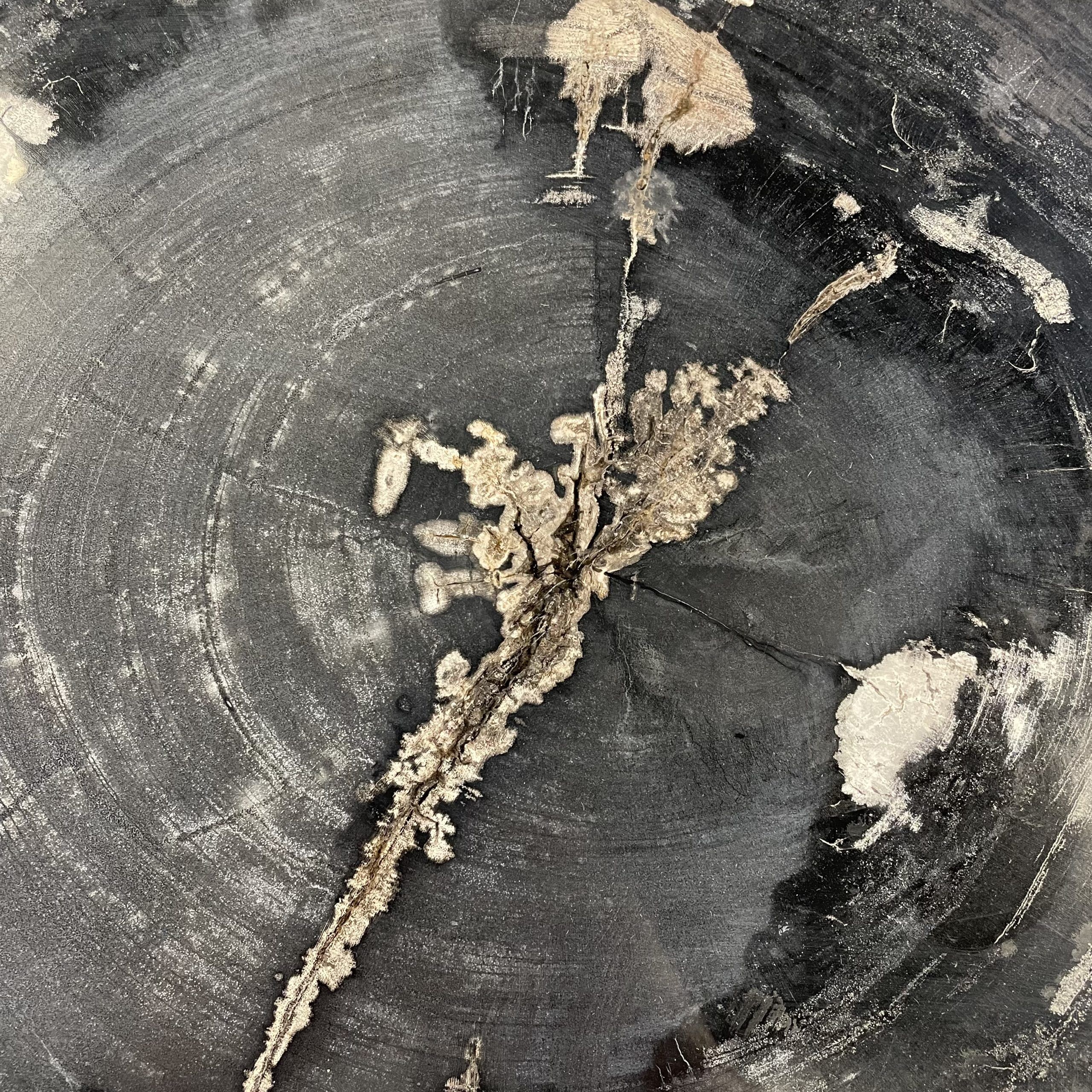 Versteend hout salontafel