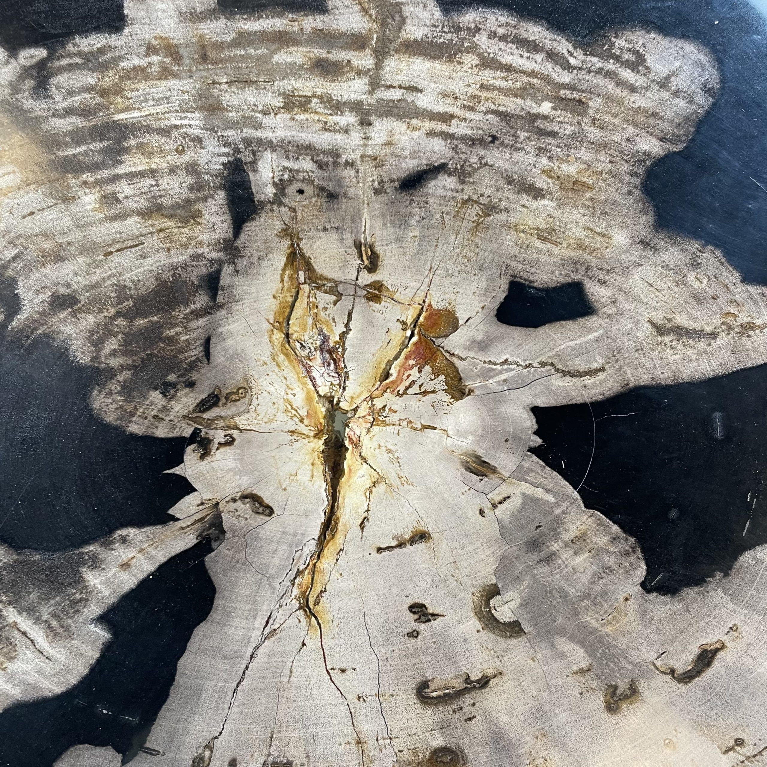 Couchtisch aus versteinertem Holz