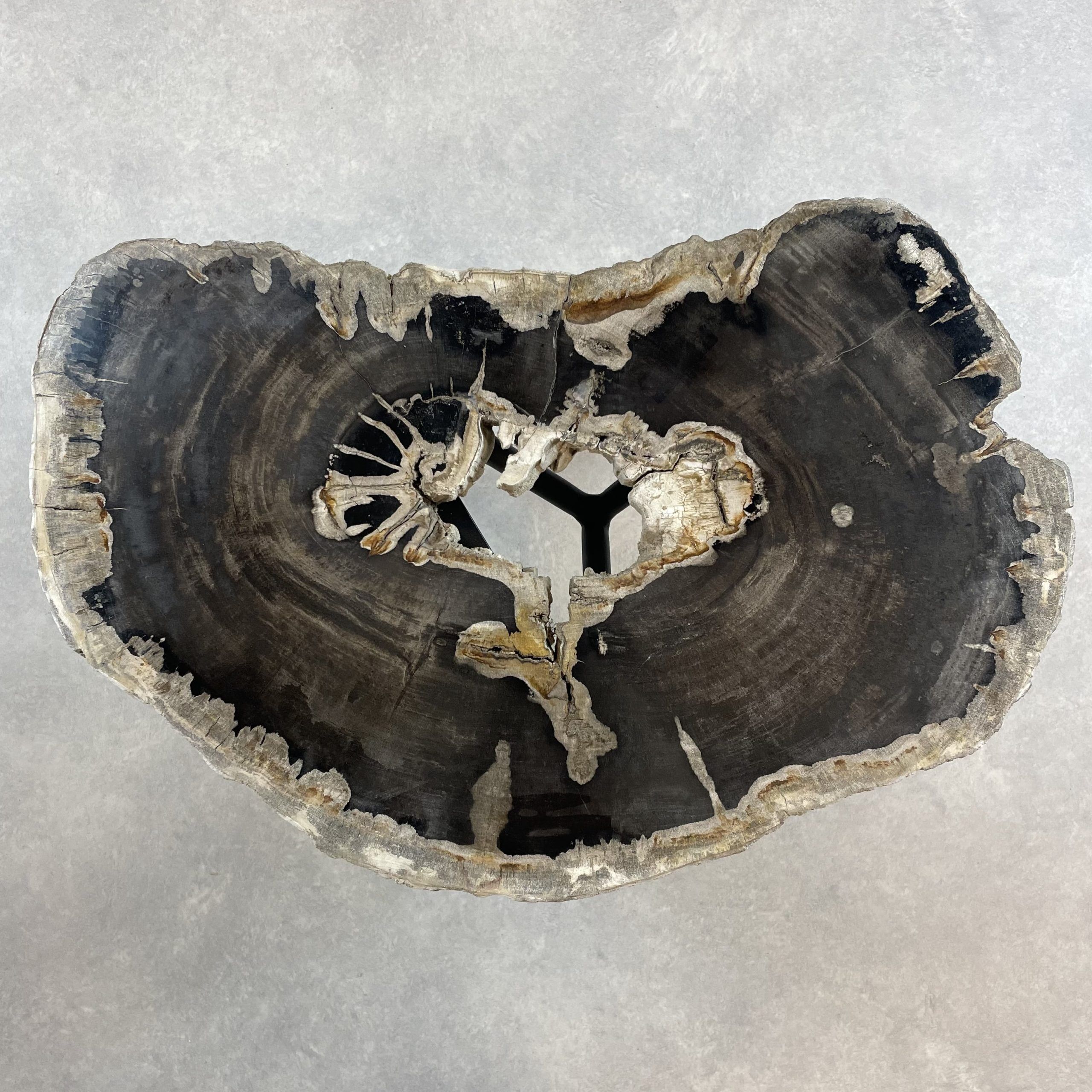 Couchtisch aus versteinertem Holz