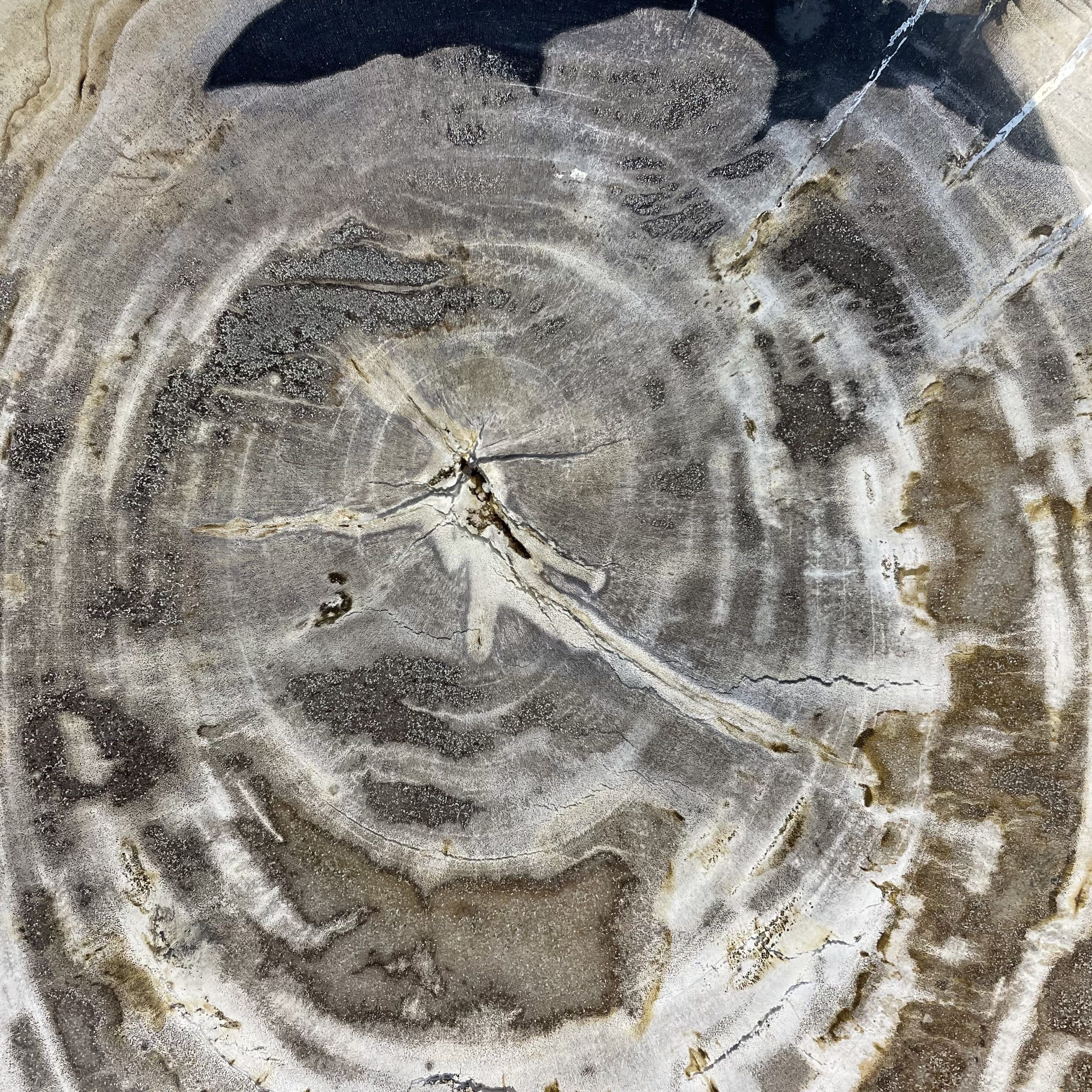 Versteend hout salontafel