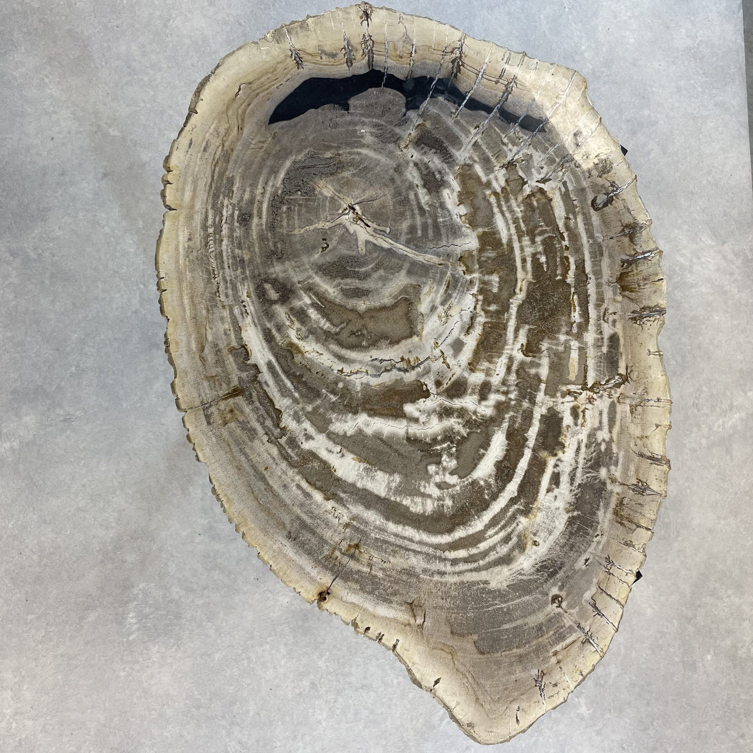 Versteend hout salontafel