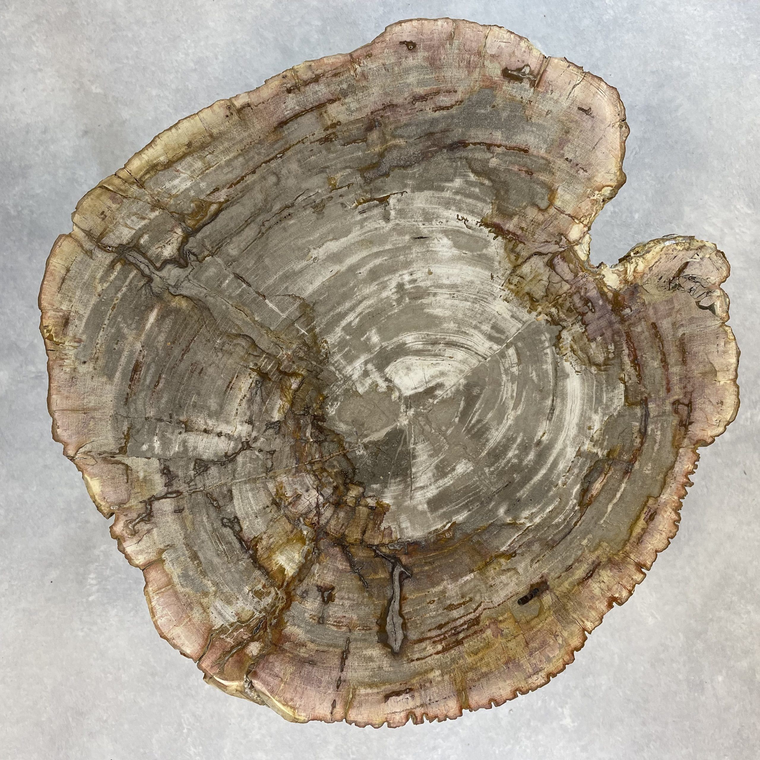 Couchtisch aus versteinertem Holz - Beige #139B4 – Bild 2