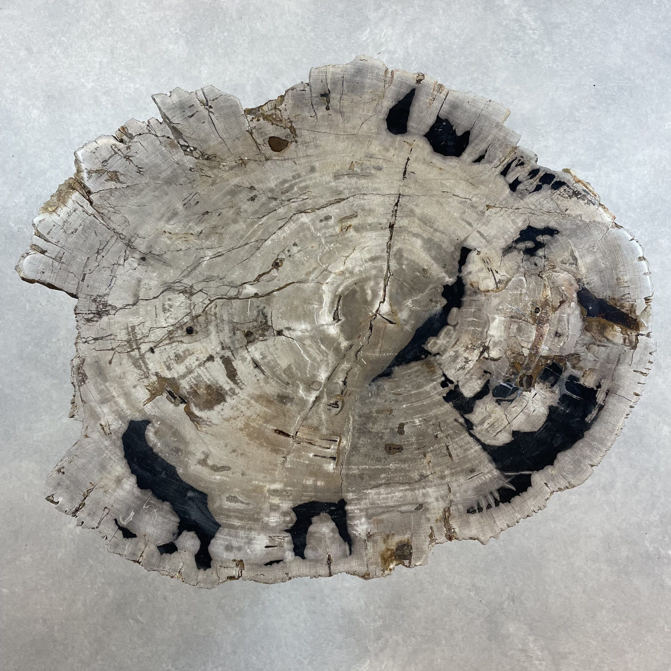 Couchtisch aus versteinertem Holz - Mix #438B9 – Bild 2