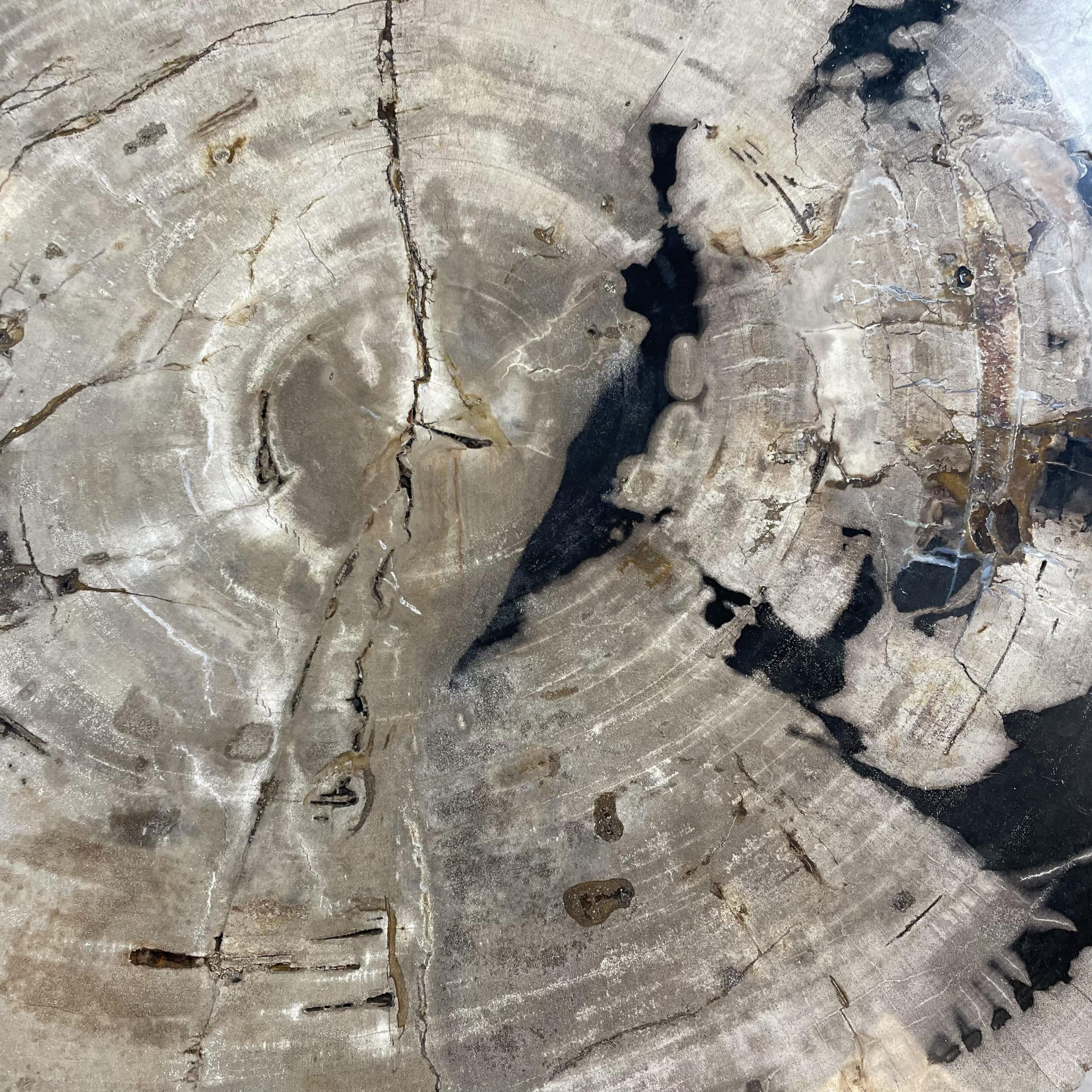 Couchtisch aus versteinertem Holz - Mix #438B9 – Bild 3