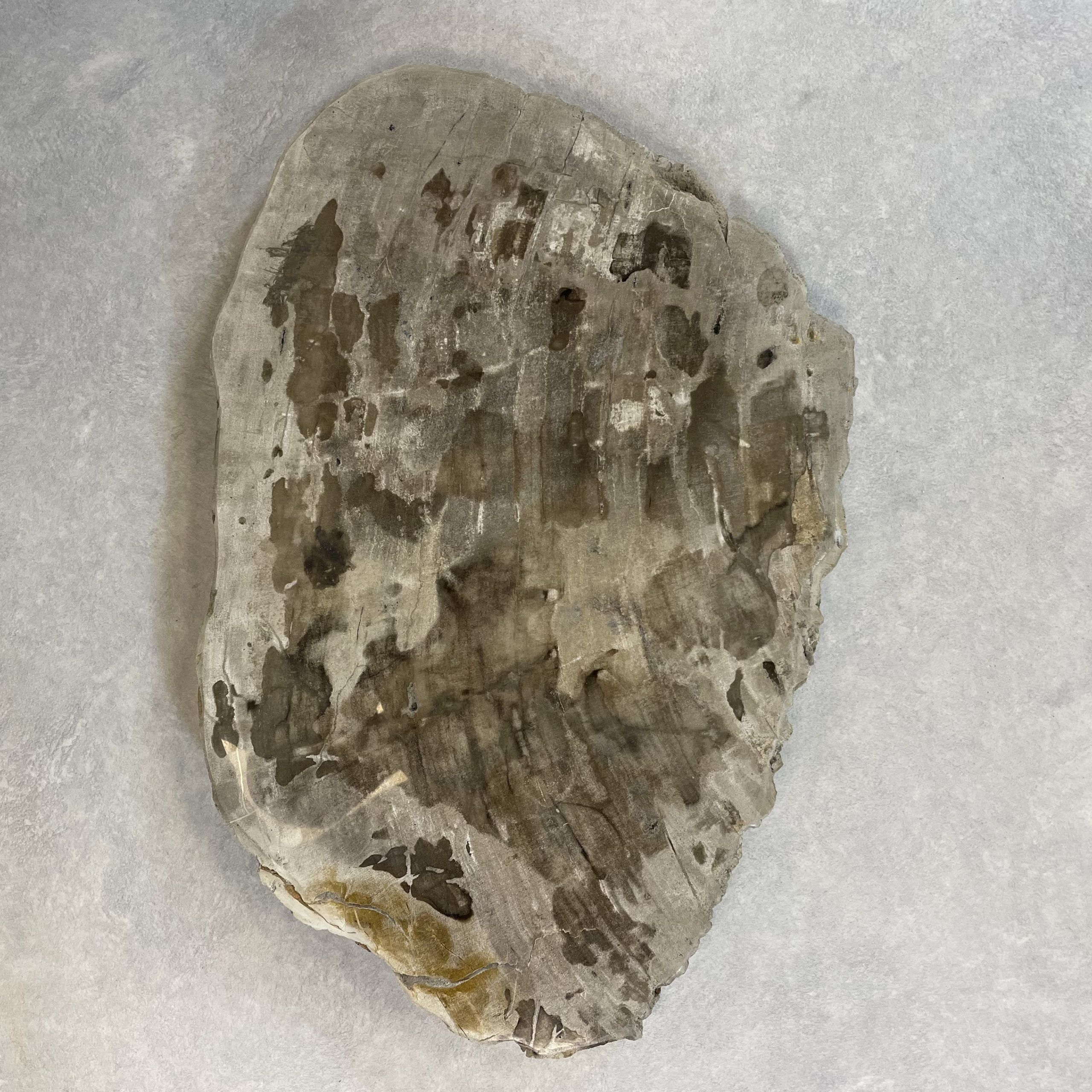 Versteend hout salontafel