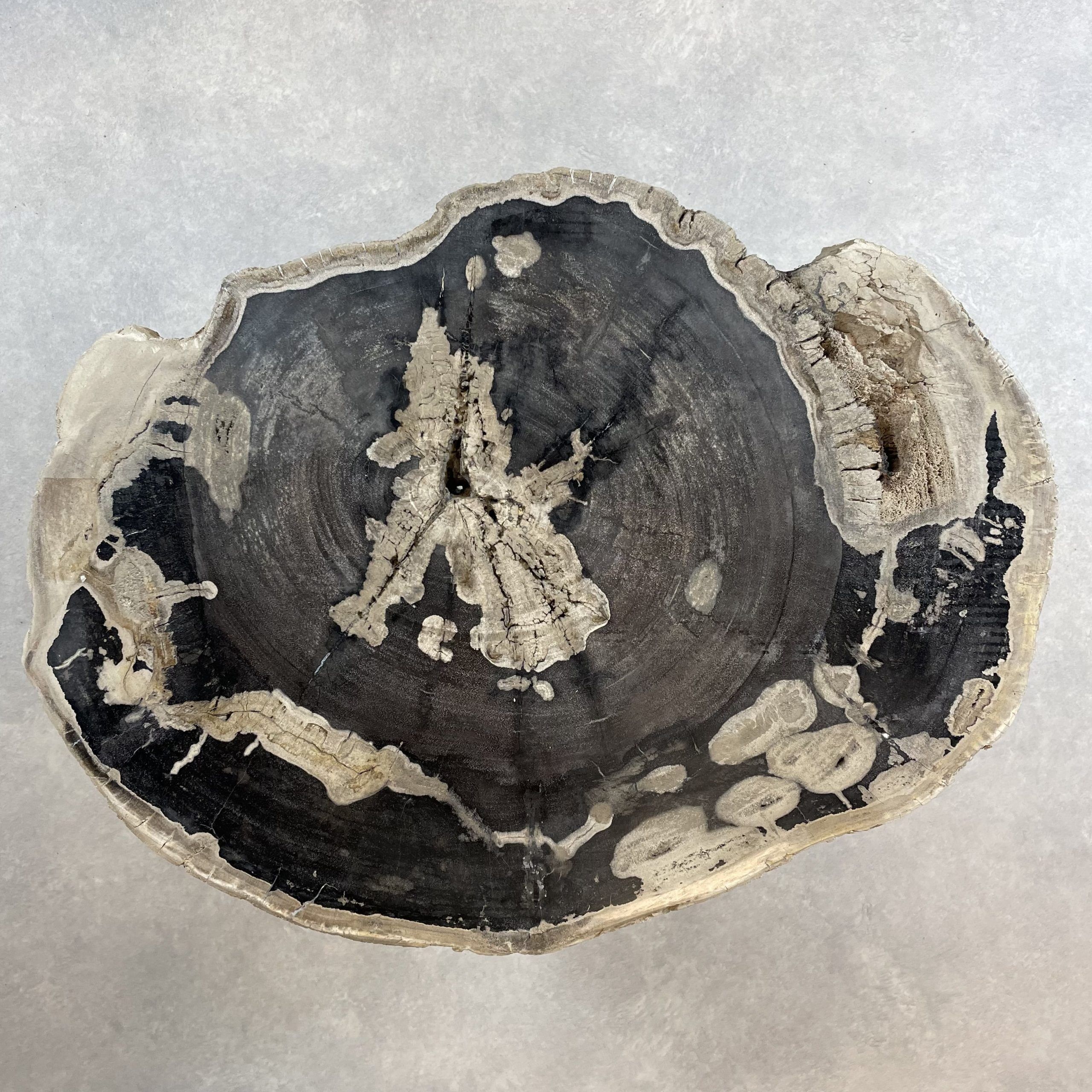 Versteend hout salontafel