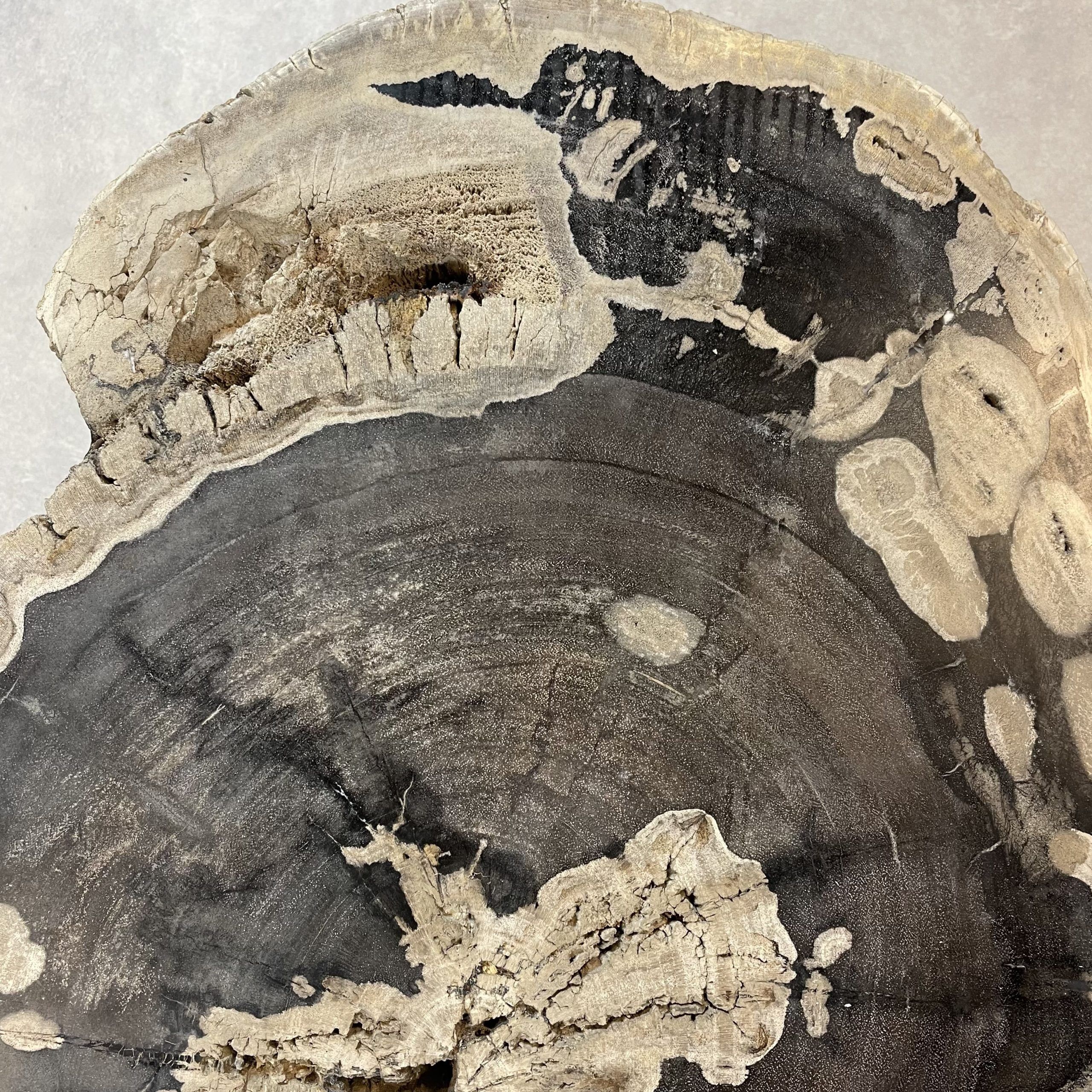 Versteend hout salontafel