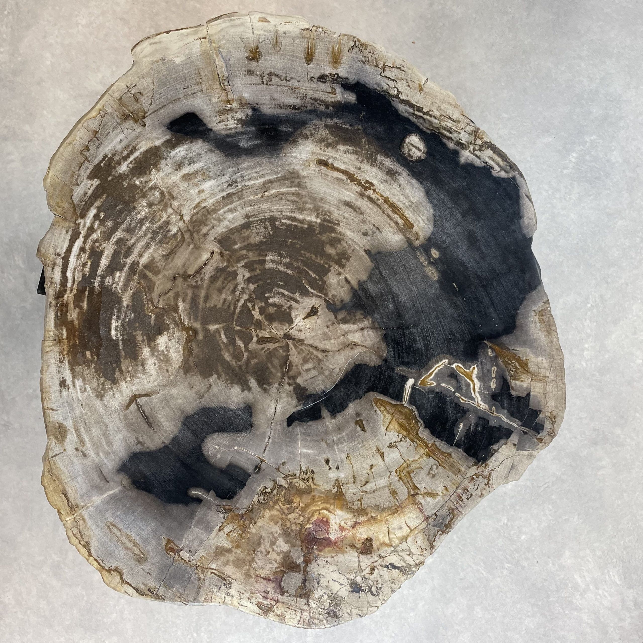 Couchtisch aus versteinertem Holz