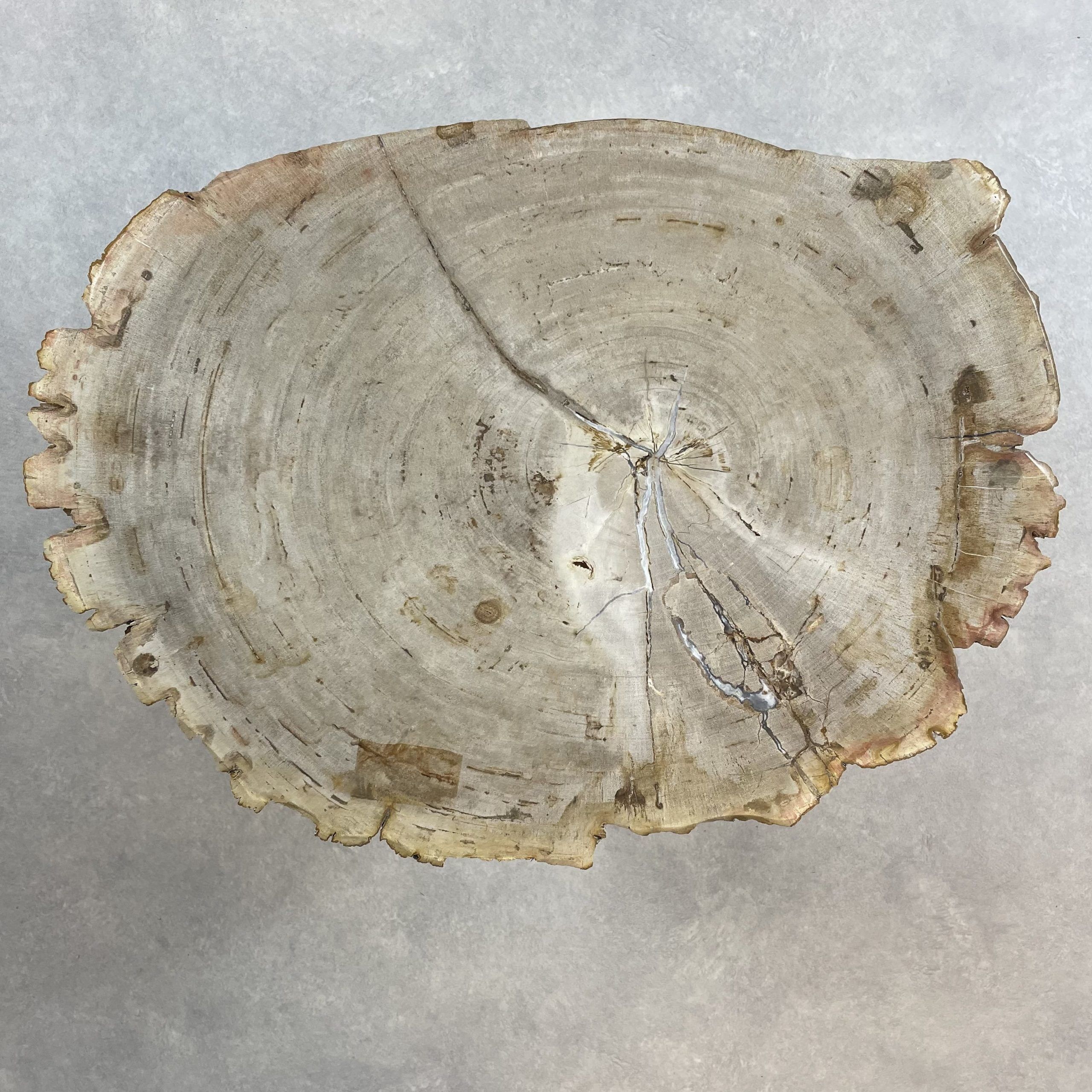 Versteend hout salontafel