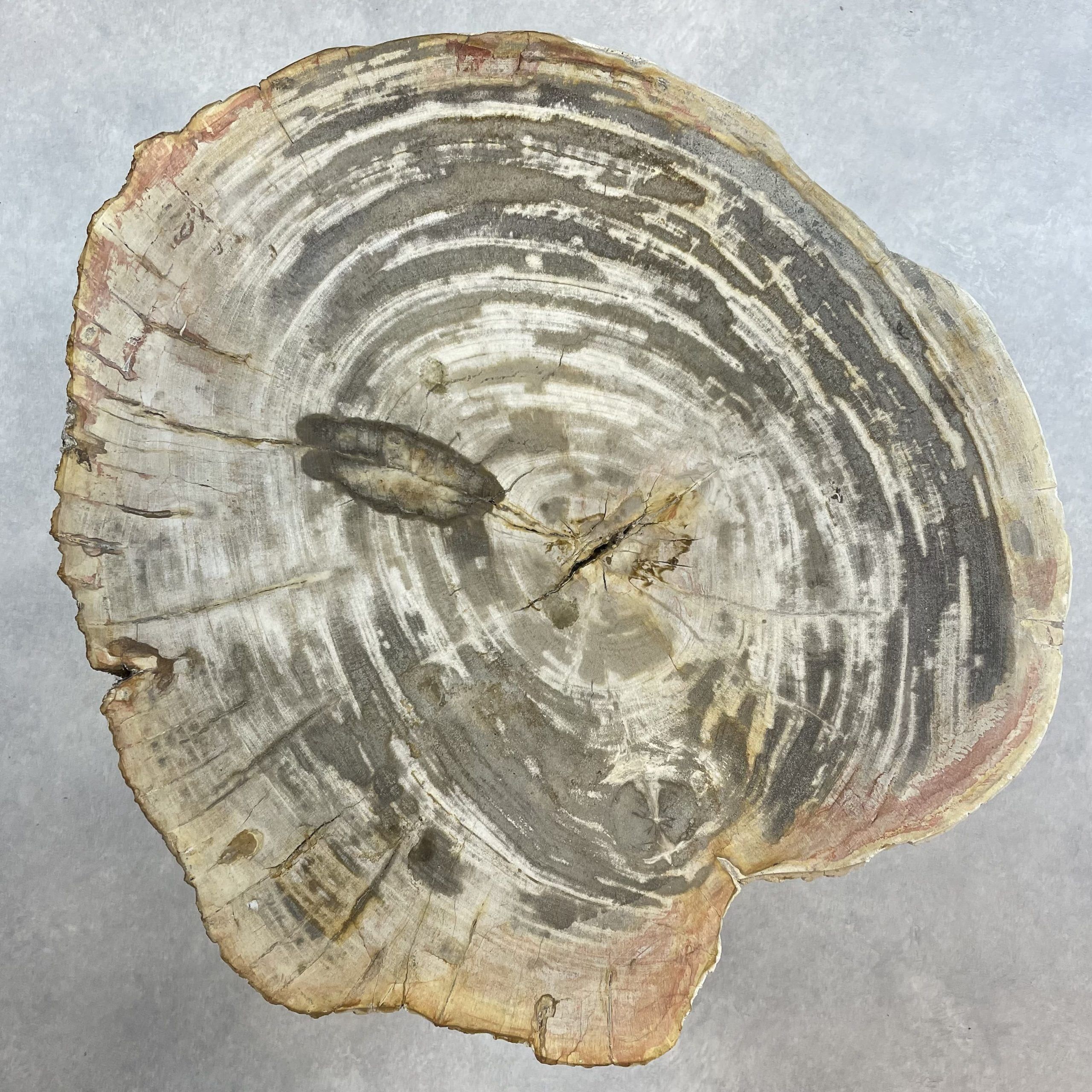 Versteend hout salontafel