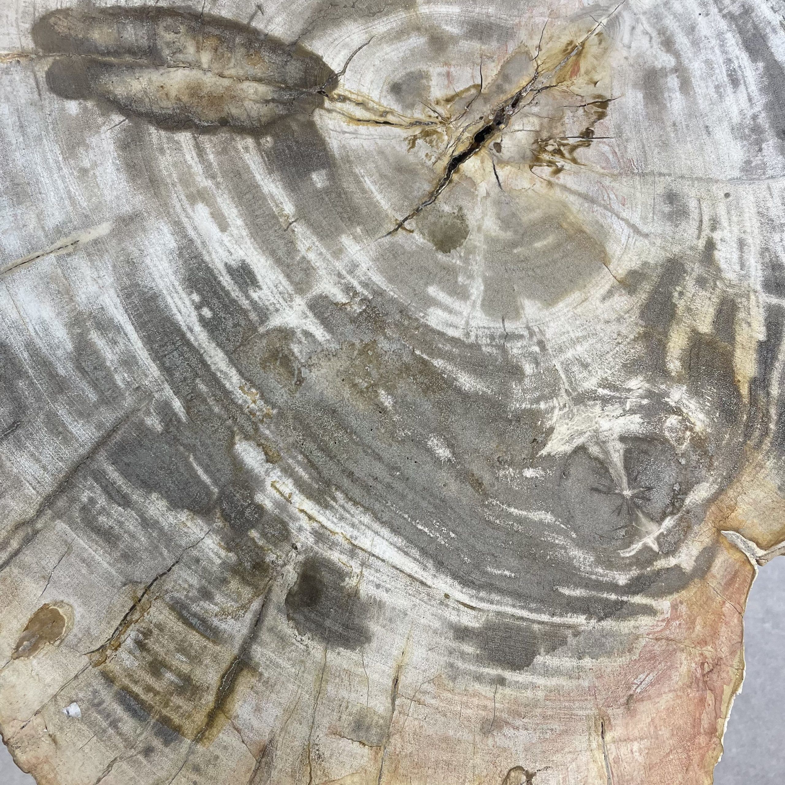 Versteend hout salontafel